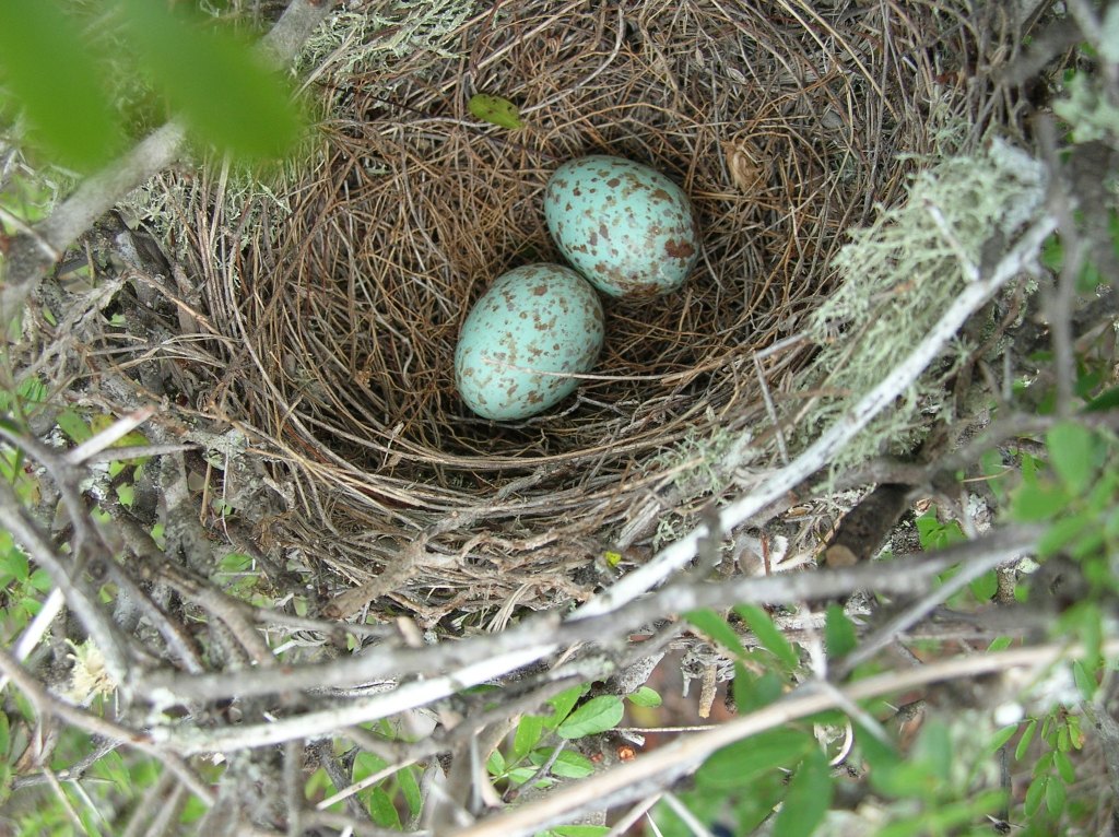 two brown-speckled blue eggs in a nest