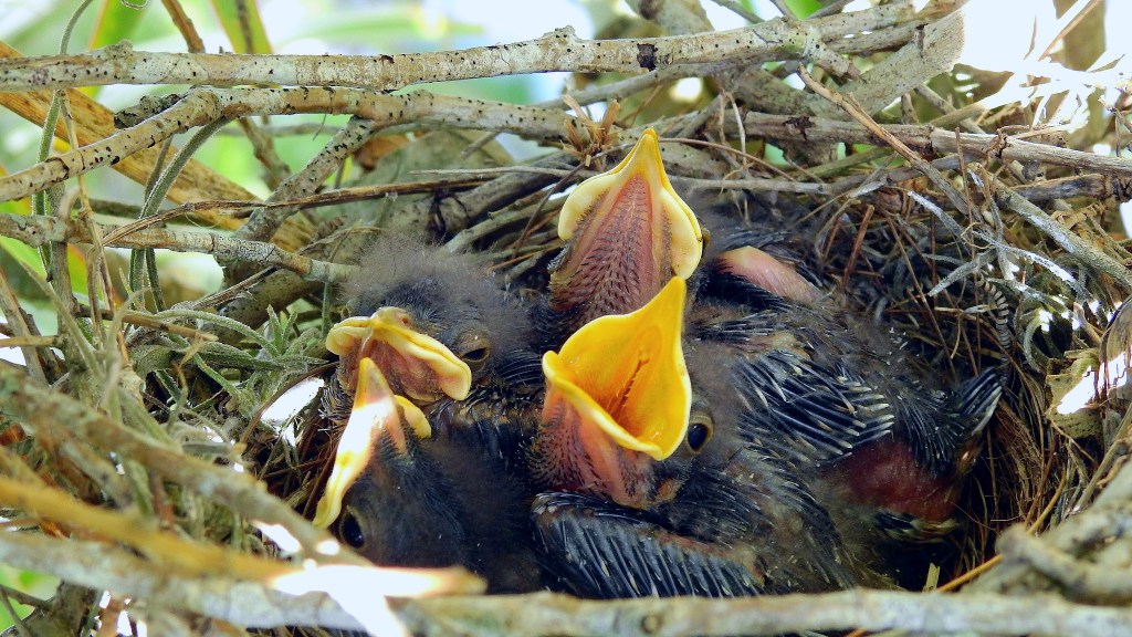 four baby birds in a nest, two with mouths agape