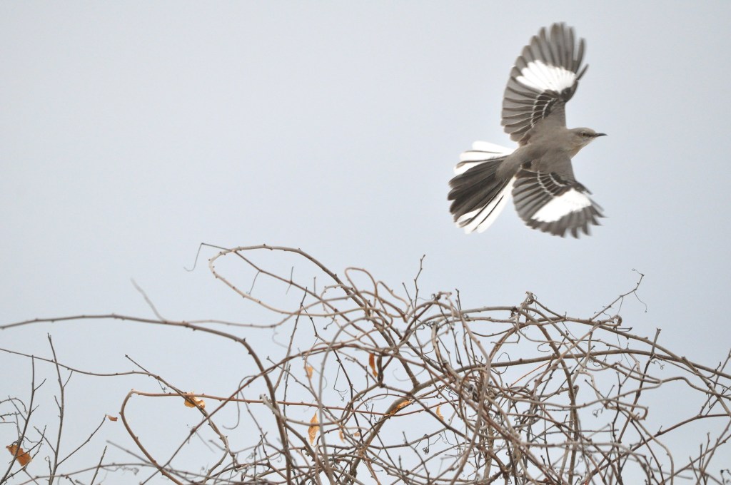 a mockingbird in flight