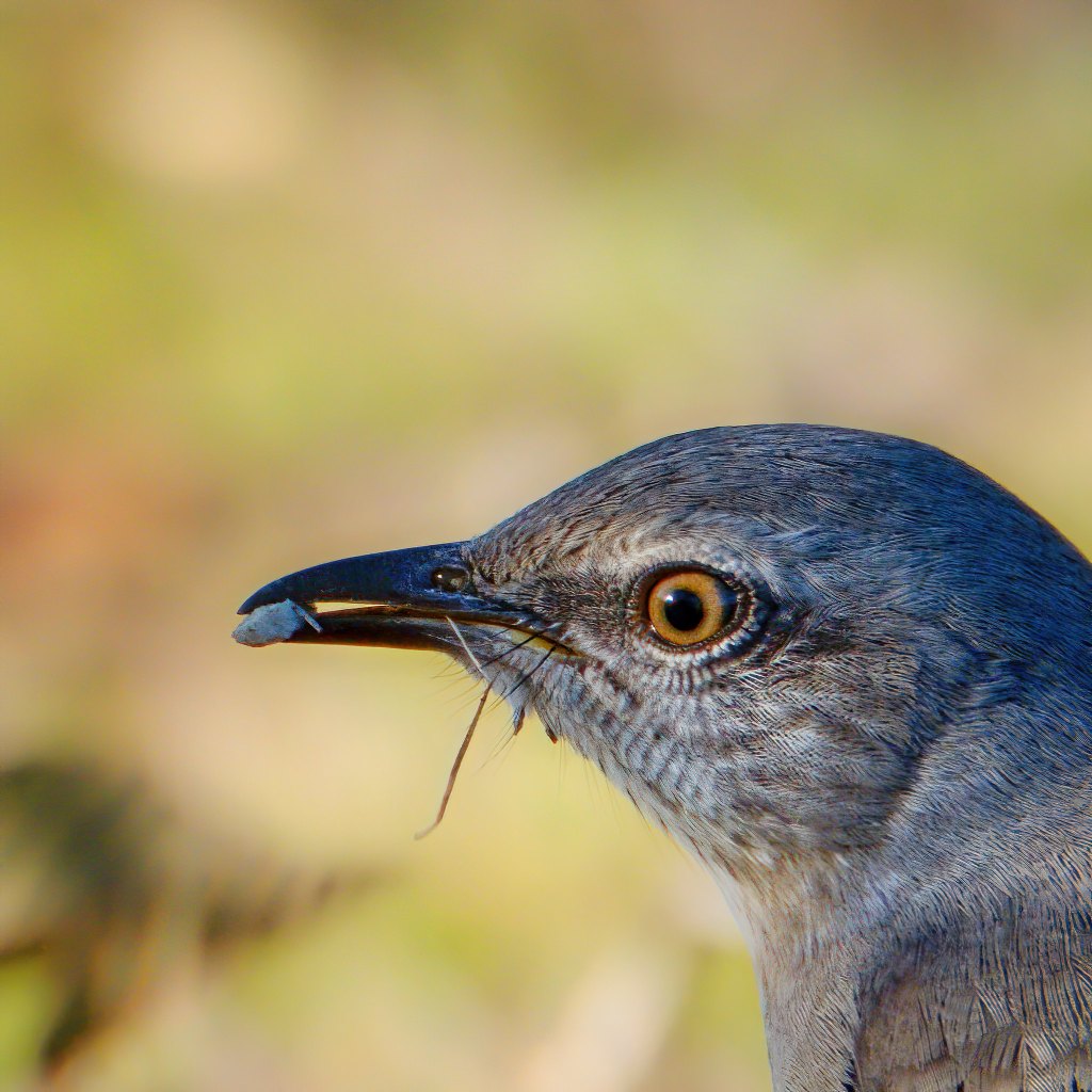 close-up of a mockingbird's head with an insect in its bill